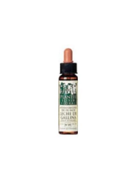 Wild Rose Plantis Nº37 Artesania