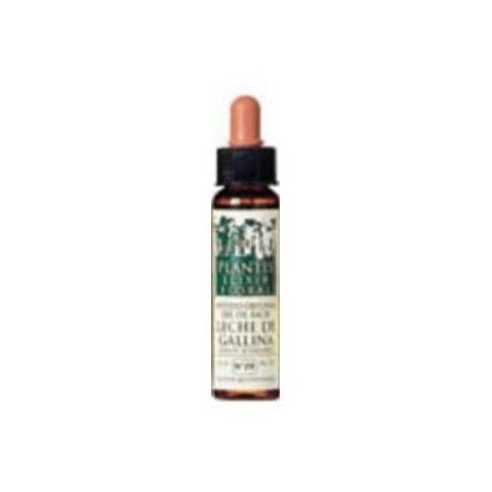 Wild Rose Plantis Nº37 Artesania