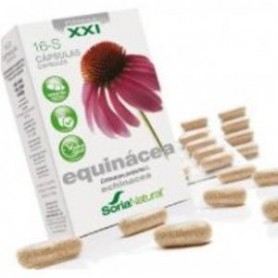 Echinacea XXI S16 Soria Natural