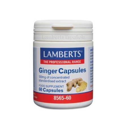 Jengibre 12000 mg Lamberts
