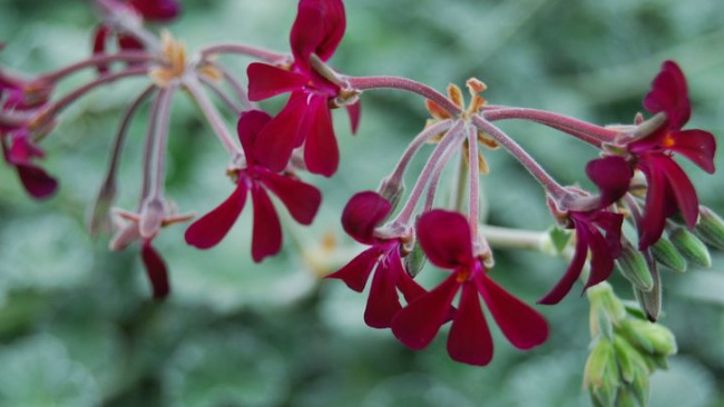 Utilidad del Geranio Africano