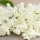 Flores de Saúco Propiedades, Beneficios y Usos