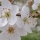 Flores de Bach: Cherry Plum-Cerasifera (Prunus Cerasifera)