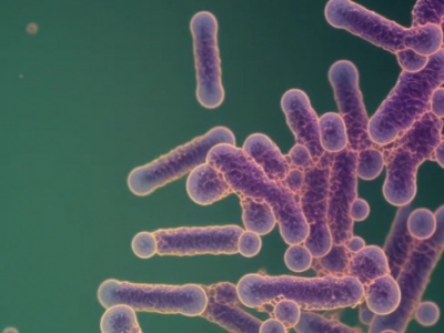 Para que sirve el Bacillus subtilis