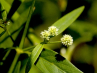 Suma o Ginseng Brasileño Propiedades Beneficios y Usos