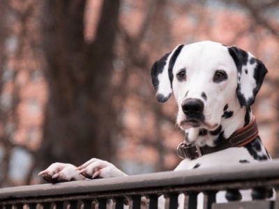 Guía de glucosamina para perros