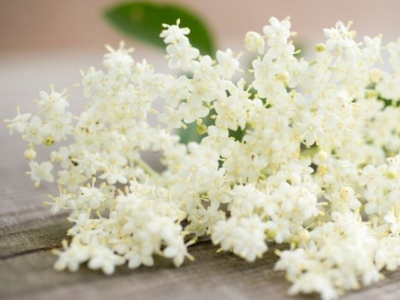 Flores de Saúco Propiedades, Beneficios y Usos