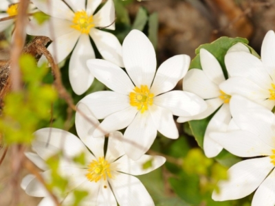 Sanguinaria: propiedades, beneficios, usos y contraindicaciones