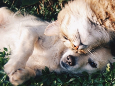 Oméga 3 pour animaux de compagnie