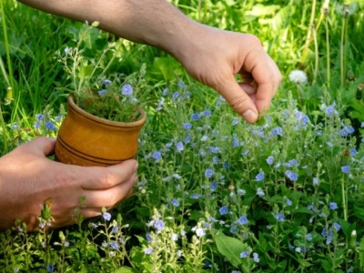 Las mejores plantas medicinales para cada estación del año 
