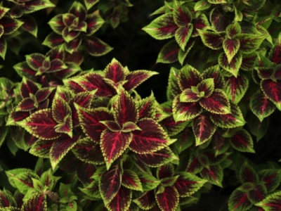 Coleus forskohlii: beneficios, usos y contraindicaciones
