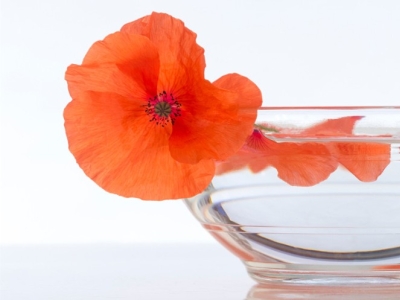 Infusión tradicional de amapola para momentos de nerviosismo