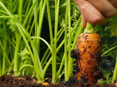 Los alimentos más ricos en vitamina A