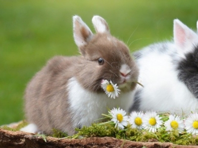 Hierbas medicinales para conejos