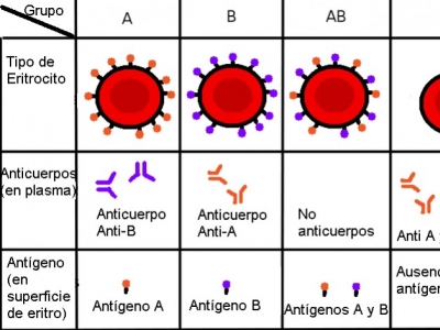 Sensibilidades alimentarias según el grupo sanguineo
