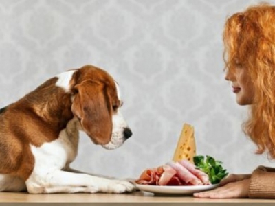 Como hacer más nutritiva la comida de tu perro
