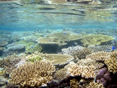 Propiedades del Coral de Okinawa