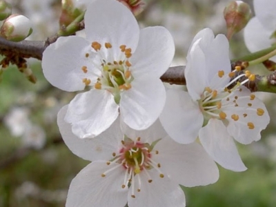Flores de Bach: Cherry Plum-Cerasifera (Prunus Cerasifera)