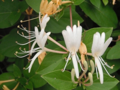 Flores de Bach: Honeysuckle - Madreselva (Lonicera Caprifolium) 