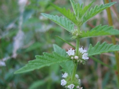 Menta lobo, Usos, Beneficios y Contraindicaciones