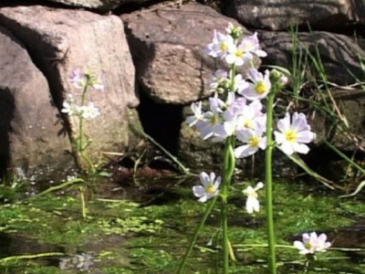 Beneficios de Flores de Bach: Water Violet 