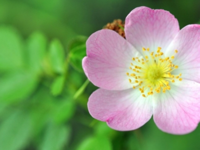 Flores de Bach: Wild rose - Rosa Silvestre (Rosa Canina)
