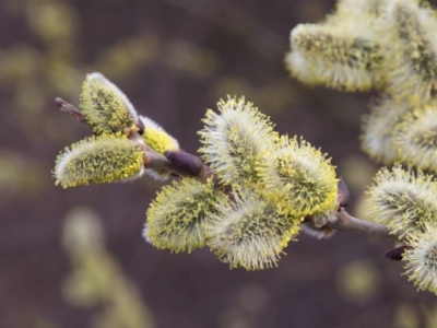 Flores de Bach: Willow - Sauce (Salix Vitellina)