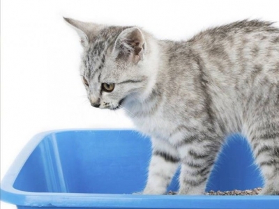 Remedio Natural Eficaz para las Infecciones urinarias de los gatos