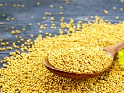 Mostaza Blanca: propiedades, beneficios y usos tradicionales
