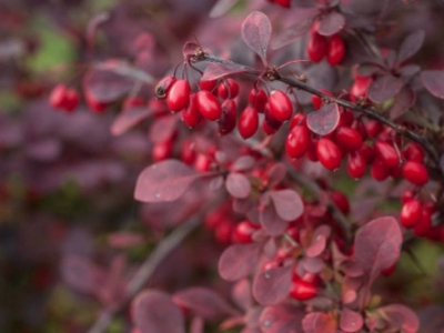 Agracejo (Berberis vulgaris): propiedades digestivas, hepáticas y metabólicas
