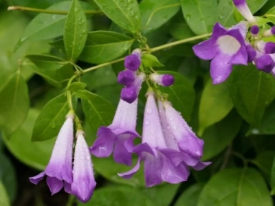 Ajo Sacha: Propiedades y Beneficios