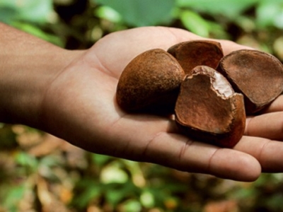 Aceite de Andiroba: Usos y Contraindicaciones