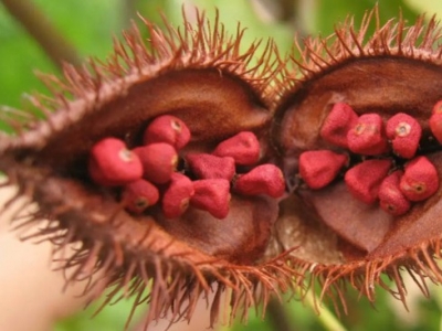 Achiote (Bixa orellana): antioxidante, protector ocular y apoyo digestivo