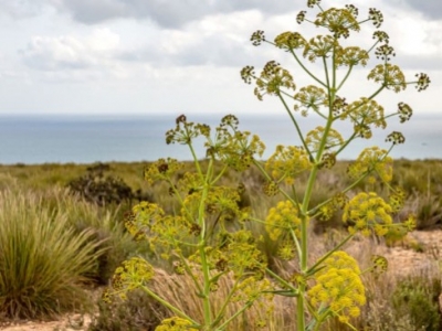 Asafoetida: propiedades digestivas, respiratorias y cómo utilizarla  